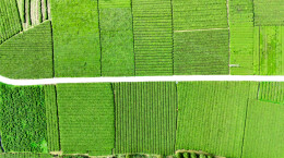 高端抹茶生产线即将投产，石门茶产业精深加工再突破