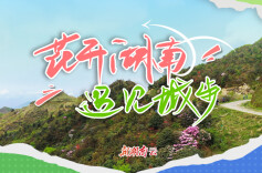 花开湖南⑬｜遇见城步：云上杜鹃苗岭红