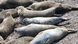 稳步上升！辽东湾野生斑海豹种群数量有望再创新高