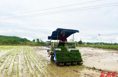 早稻秧苗安“新家” 珠晖区奏响春耕“进行曲”