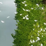 白鹭翩跹入画来！绥宁苗乡上演春日生态大片