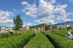 茶海碧浪涌  指尖采春鲜