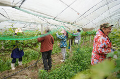 小葡萄串起致富路