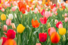 北师大5万株郁金香刷屏，这片花海竟是大学生亲手种的！