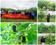 邮储银行道县支行：雨后桑葚采摘 乐享清新田园时光