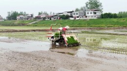 安乡三岔河镇：春耕有序推进 机械插秧忙抢时