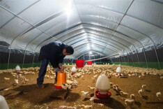 Free-range Eggs Revitalize Rural Industry