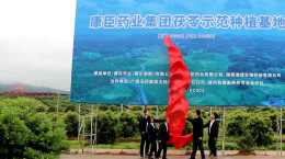 靖州：500亩茯苓示范种植基地揭牌，政企携手赋能茯苓产业高质量发展
