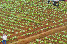 飞防作业促生产