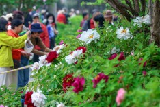 北京牡丹渐次开放，13大展区亮点抢先看