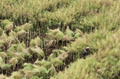 油菜成熟收割忙