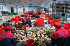 茯苓全产业链赋能乡村振兴