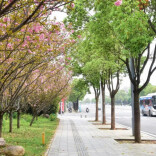 组图 | 在雨湖，抬头是粉色春天