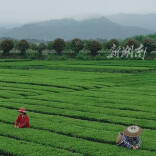 桃源迎最美采茶季 漫山遍野清香四溢