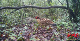 秘境生灵频现身 九嶷山红外相机拍下珍稀野生动物 “全家福”