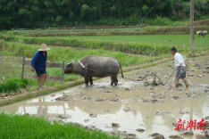 杏子铺镇：精准施策治撂荒 沃野千畴绘“丰”景