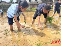 长沙县春华镇实验学校开展亲子插秧劳动实践活动
