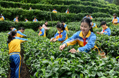 茶园里的劳动课