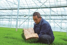 春寒雨密插秧忙 科技育苗有良方