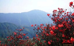 雁城札记丨金兰石荷岭：杜鹃花发杜鹃啼     