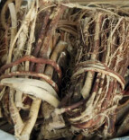 3克就能致死！复刻“莫氏鸡煲”，这个原料千万别弄错