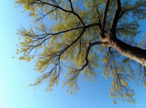 湘江杂评 | 曹文辉：以“栽树思维”观照正确政绩观