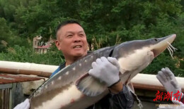 特写丨一条重达500斤！这里的鲟鱼不“鲟”常