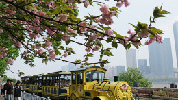 春意盎然引客来