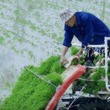 桃源：30秒带你沉浸式感受田间插秧