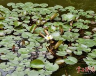 美！岳屏公园假山莲池睡莲悄然绽放