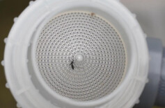 蚊子迎来史诗级加强，湖南的情况如何？专家：无明显变化，4月密度仍处较低水平