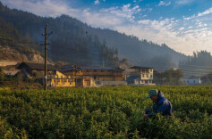 关于促进保靖黄金茶高质量发展的几点思考