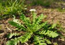 阳春三月三 ｜ 赛“金丹”的荠菜，怎么吃最健康