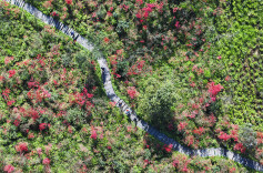 杜鹃花开引客来