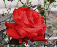 2万余株大花月季“出镜”！相约滨江水岸，共赴一场花的盛宴