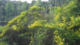 绥宁县：云实花开点亮乡村春色