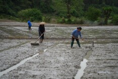 绥宁县：不负好春光 村民育秧忙