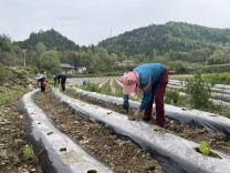高峰土家族乡4750亩烟田“织”丰景 科技赋能打造优质烟叶产区