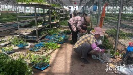 蔬菜种苗热销，黄荆坪辣椒苗成“抢手货”