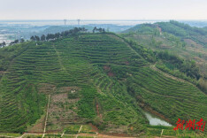 华容县南竹村：一片茶叶添香 红绿融合兴村