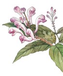 节气自然笔记 | 谷雨