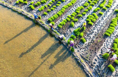 湖南的春耕图，谷雨时节加了一点“花”