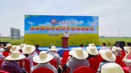 种油菜如何更赚钱？看看这批新品种新技术