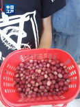 “粉色蓝莓”颜值出圈，真不是AI？
