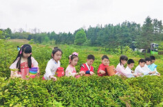 邵东市杏园小学：茶垄藏香，少年寻美