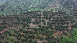 小杨梅撬动大产业！绥宁县游家村千亩杨梅酿出百姓“梅”好生活