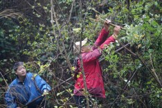 绥宁：美味刺头菜把“春天”送进嘴里