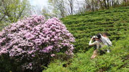 衡山杏溪村：鹿角杜鹃次第开，满山春色入画来