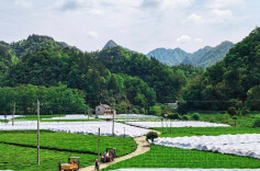 请喝一碗石门茶②｜一亩鲜叶收入过万元，石门罗坪“全域有机”茶产业名片是怎样炼成的？