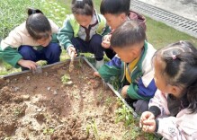 怀化市鹤城区第二幼儿园：耕读探蚁趣，研学启智思
